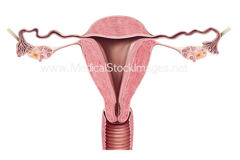 Uterus Anterior in Cross Section