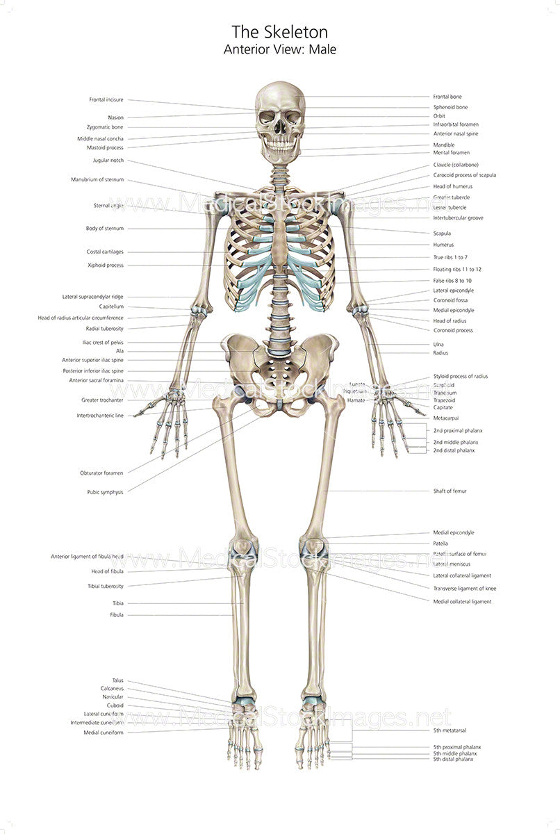 Photograph, Human Skeleton (labeled), illustration