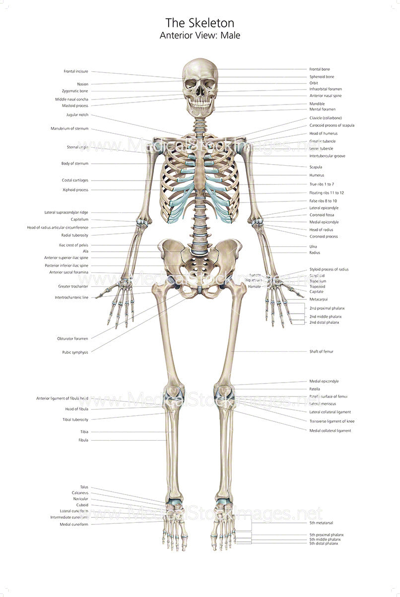 Human Body Bones Labeled