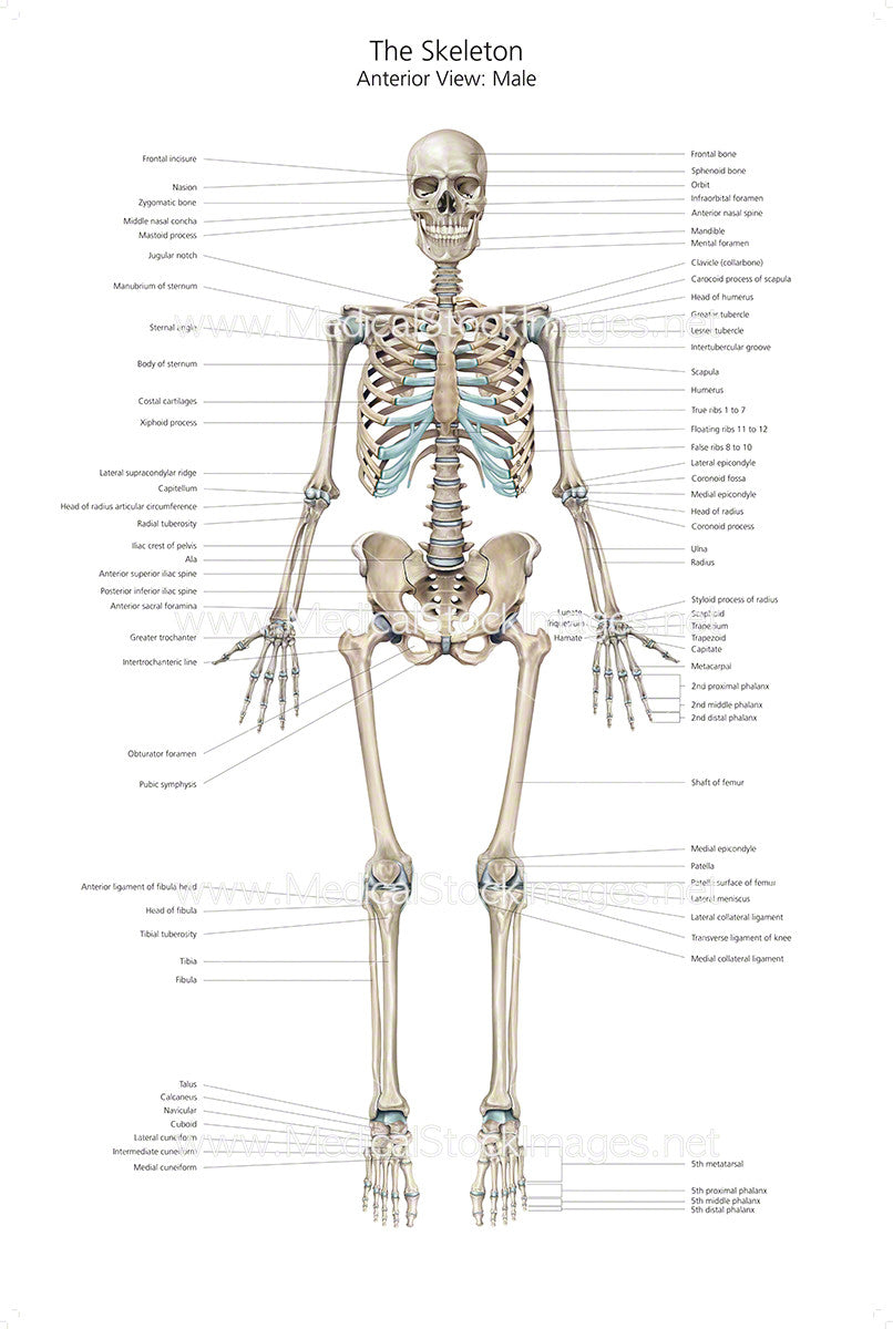 anatomical skeleton diagram