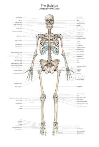 Full Size Skeleton Anterior View with Labelling