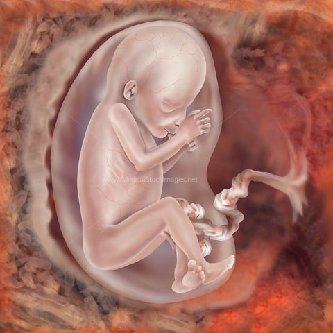 Foetal (Fetal) Development at Week 13