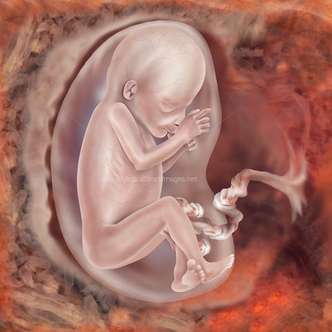 Fetal Development at Week 13