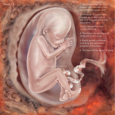 Foetal (Fetal) Development at Week 13 - Labelled
