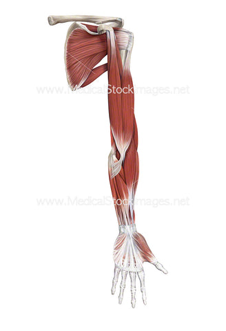 Muscle Anatomy of the Shoulder, Arm and Hand