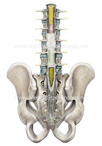Posterior View of the Spinal Cord and the Meninges