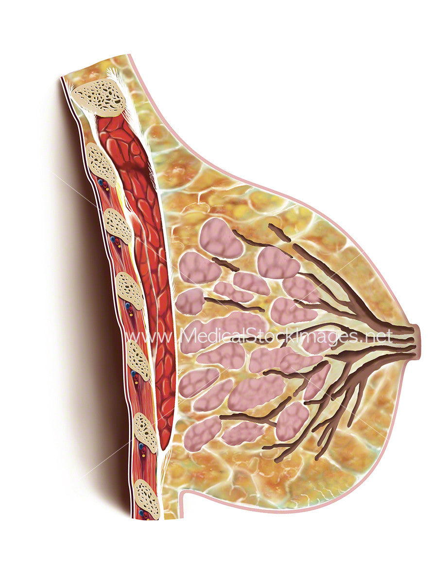 Anatomy of the Lactating Female Breast in Cross Section – Medical