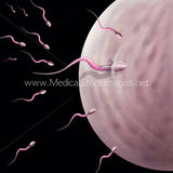 Conception from Menstrual Cycle to Implantation (Multipack of 5 IMAGES).