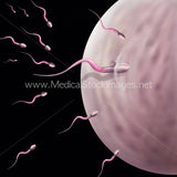 Pack of 5 Images Showing Conception from Menstrual Cycle to Implantation