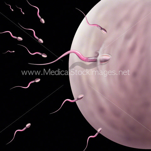 Illustration of the Sperm Fertilizing an Egg or Oocyte