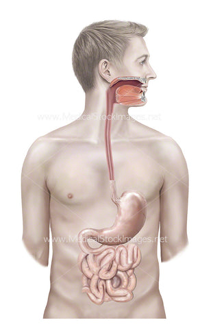 Illustration of Gastrointestinal Tract (GI)