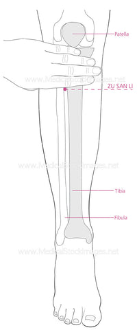 Zusanli Acupuncture Point