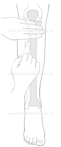 Zusanli Acupuncture Point  (No Labels)