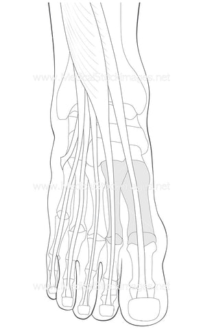 Taichong Acupuncture Point (No Labels)
