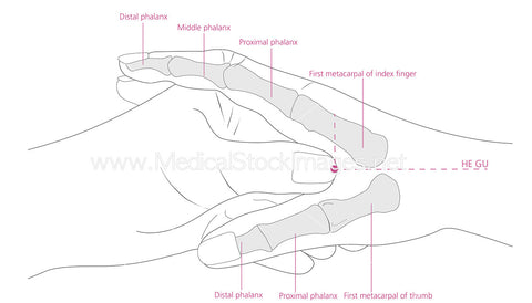 Hegu Acupuncture Point