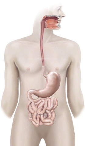 Esophagus, stomach and small intestine