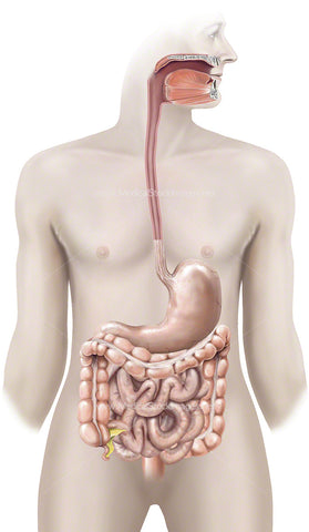 Gastrointestinal Tract