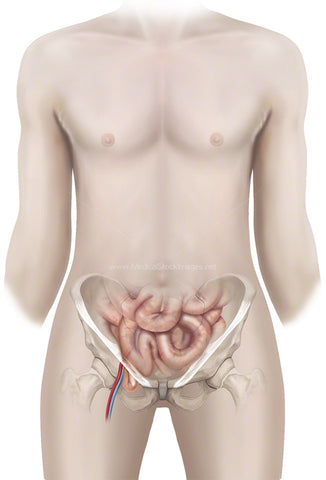 Femoral Vein and Artery in the Pelvis Anatomy