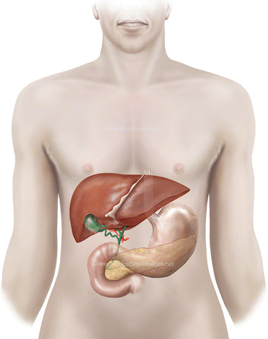 Anatomy of Liver, Gallbladder, Stomach and Pancreas