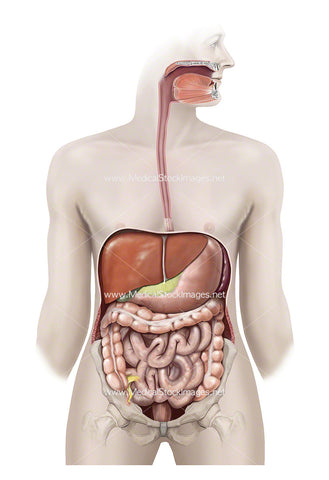 Gastrointestinal tract with pelvis