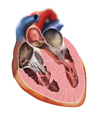 Cross Section of the Heart