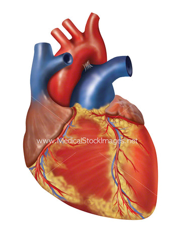 Illustration of Heart Surface