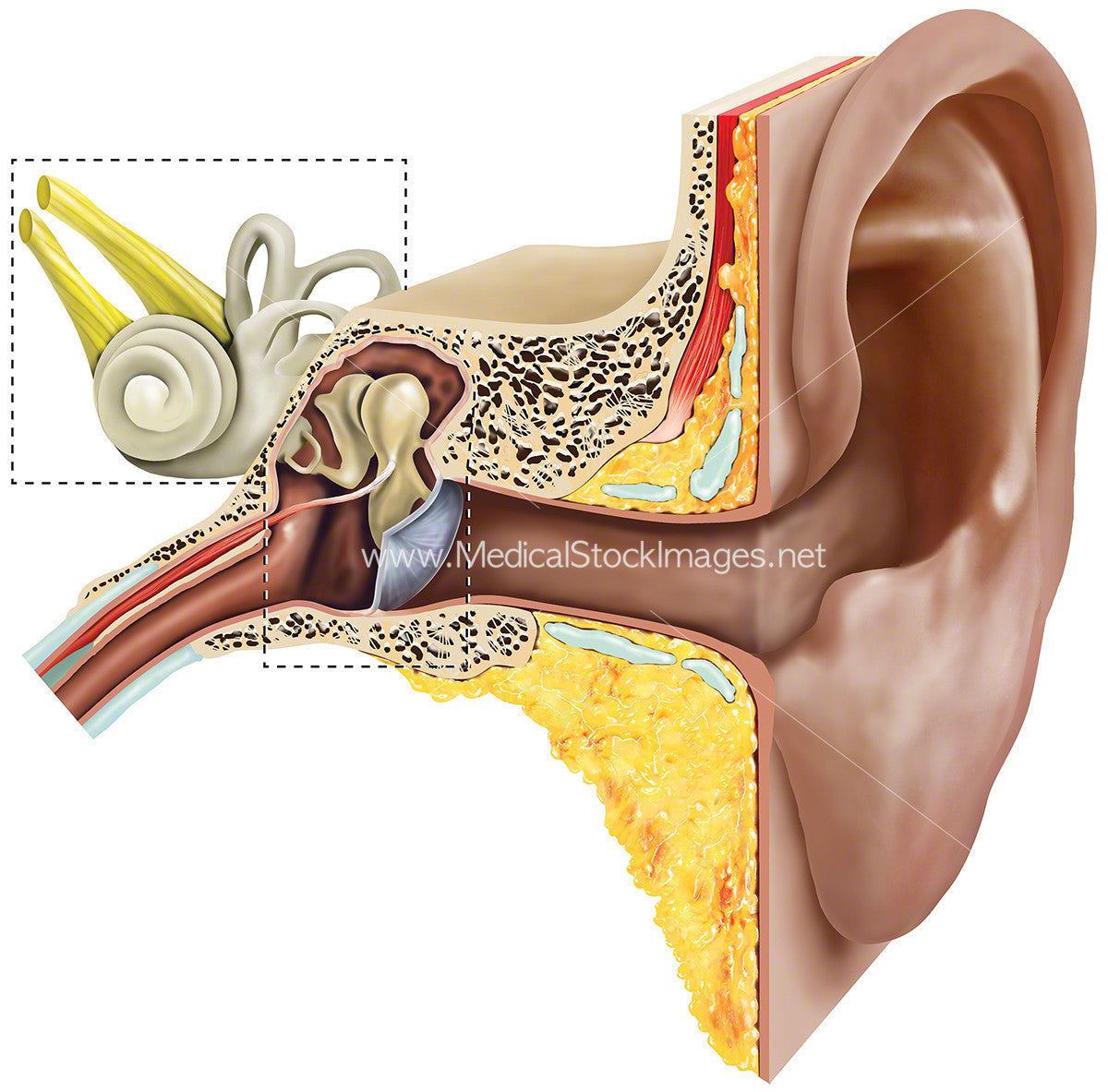 Ear Wikipedia Ear Anatomy