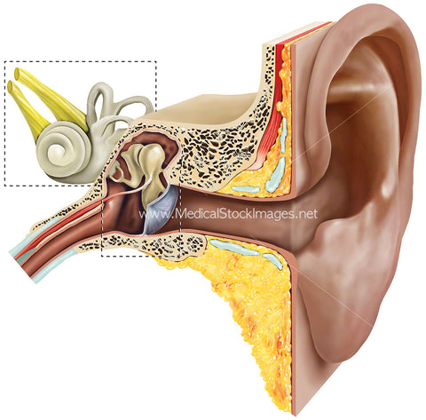 Anatomy of Inner and Outer Ear
