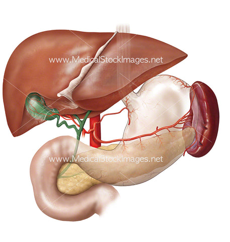 Liver and Stomach and Spleen Anatomy
