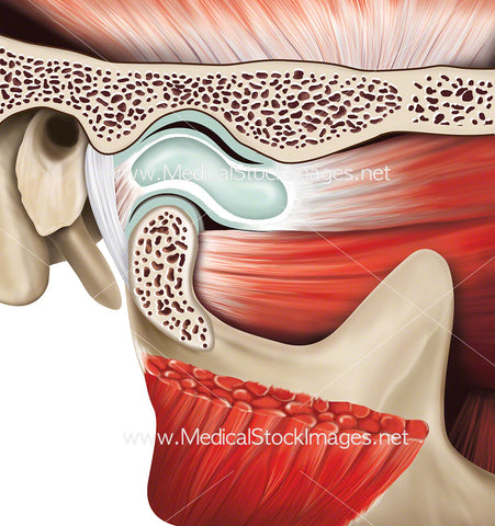 Temporomandibular Joint Anatomy