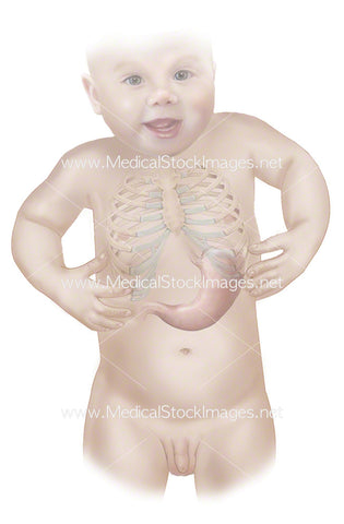 Infant Anatomy of the Stomach and Rib Cage