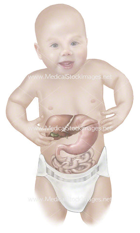 Infant Abdominal Anatomy