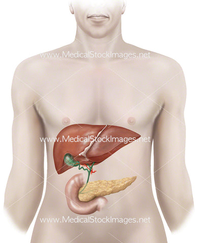 Anatomy of Liver, Gallbladder and Pancreas