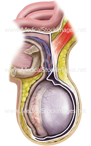 Healthy Testicle in Cross Section