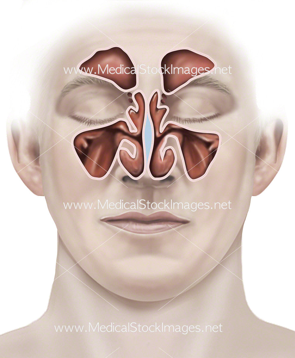 Normal Sinus Anatomy – Medical Stock Images Company