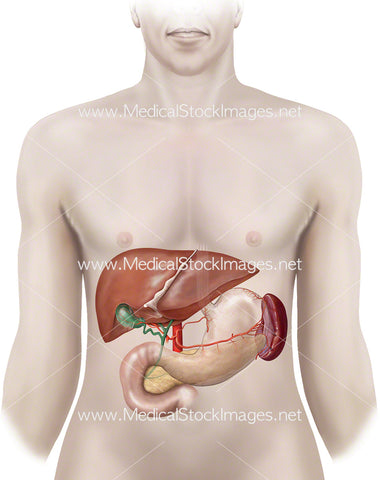 Anatomy of the Liver, the Stomach and the Spleen