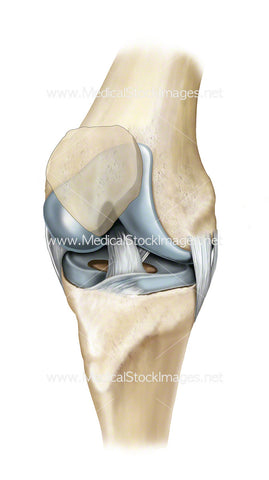Healthy Knee Joint Ligaments