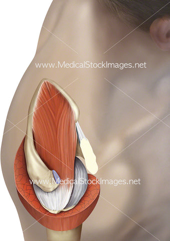 Rotator Cuff Muscles