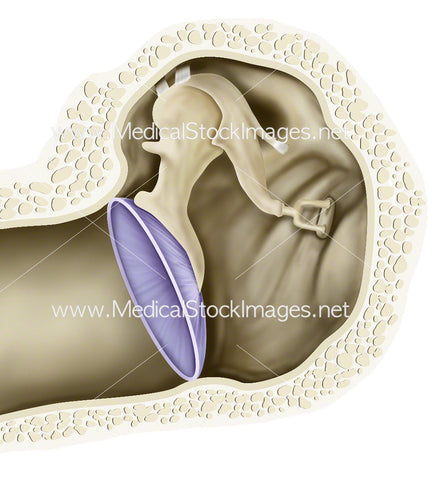 Tympanic Membrane (Ear Drum)