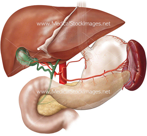 Spleen, Liver, Stomach Anatomy