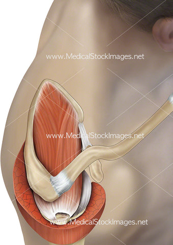 Rotator Cuff Muscles and Clavicle