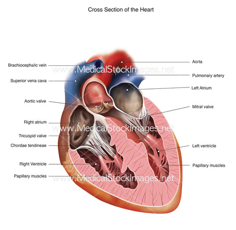 Labelled Heart Cross-section