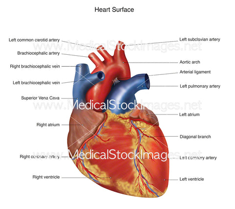 Heart Surface