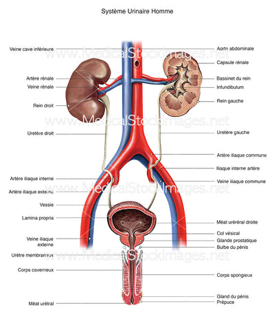 Système Urinaire Homme
