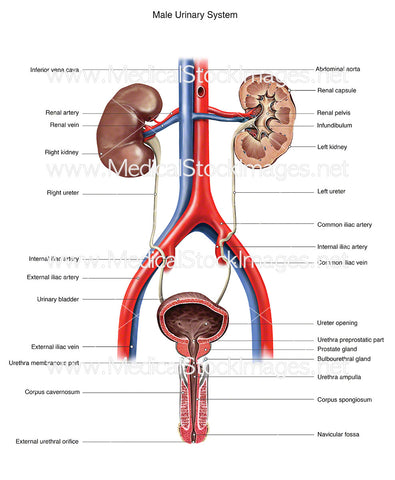 Male Urinary System