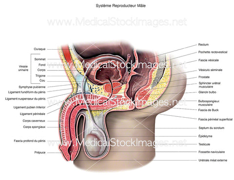 Système Reproducteur Mâle