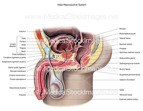 Male Reproductive System