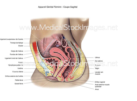 Appareil Génital Féminin - Coupe Sagittal