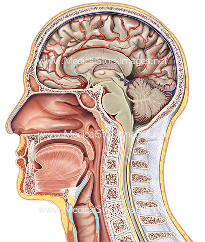 Midsagittal Section of the Head