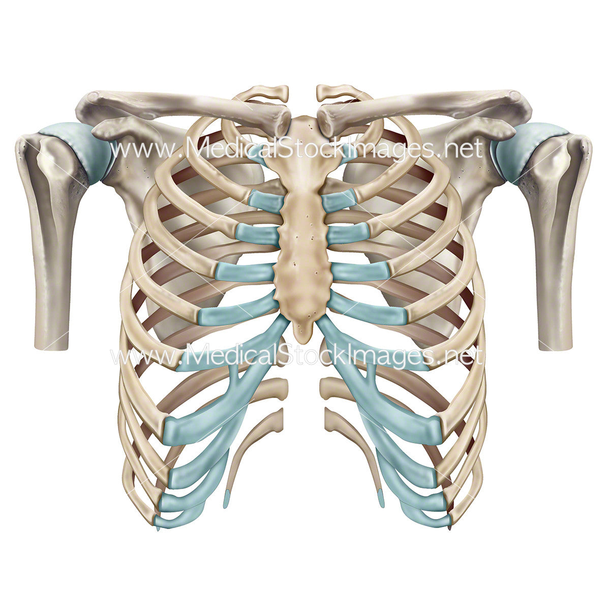 Primate Rib Cae Rib Cage Anatomy, Labeled Vector Illustration Diagram –, 58% OFF